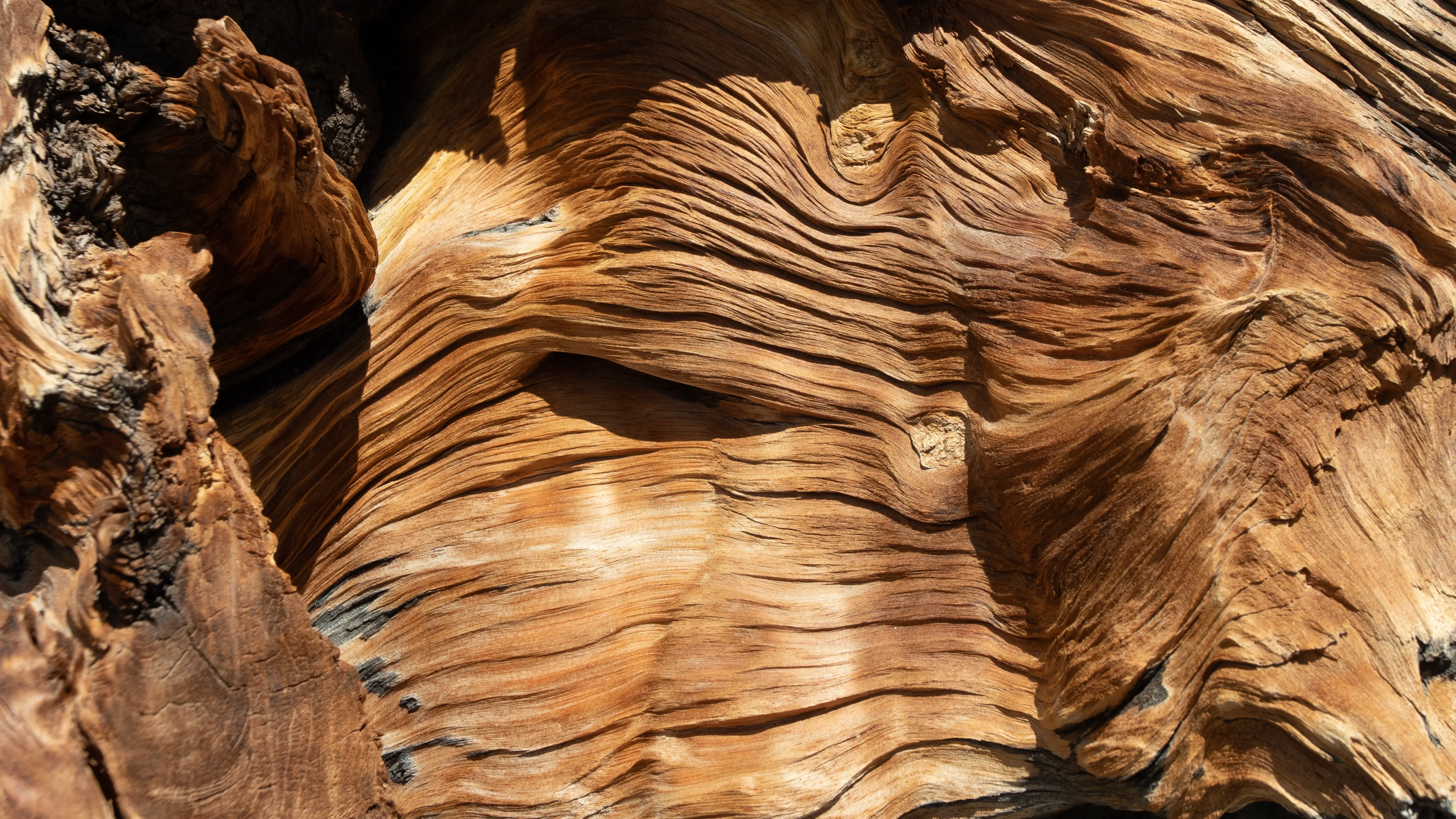 oud wood